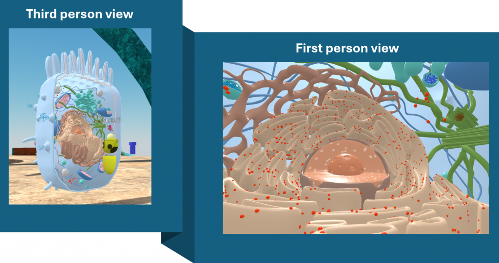Two images showing the difference between first and third person view. Image on the left shows an android avatar looking at a 3D model of a cross-section through a cell revealing the organelles. Image on the right shows a close up of the organelles within the cell, as seen through the eyes of the avatar.
